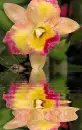 orchidea