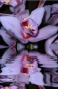 orchidea