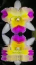 orchidea