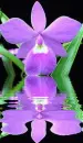 orchidea