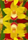 orchidea