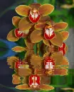 orchidea