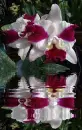 orchidea