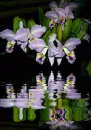 orchidea