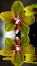 orchidea