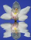 orchidea