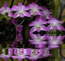 orchidea