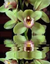 orchidea