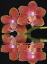 phalaenopsis
