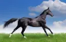 akhal teke