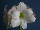 amaryllis