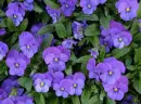 pansies