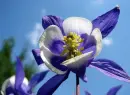 aquilegia