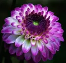 dahlia