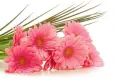 daisies