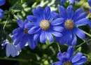 blue flowers