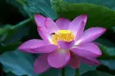 lotus flower