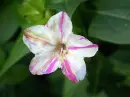 mirabilis