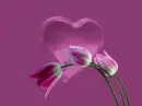 tulips and heart
