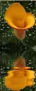 calla