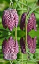 fritillaria