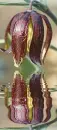 fritillaria