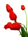 tulipe