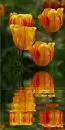 tulipe