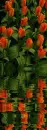 tulipe