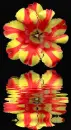tulip
