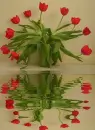 tulip