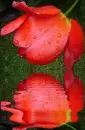 tulip