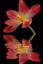 tulip