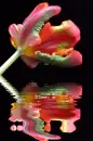 tulip