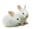 2 bunny