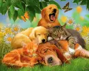 animals