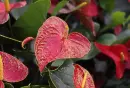 Anthurium