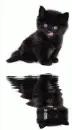 black cat