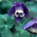 campanula