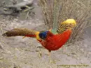 gold pheasant