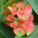 euphorbia