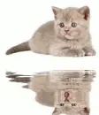 catling