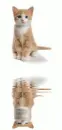 catling