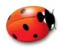 ladybird