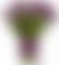purple tulips