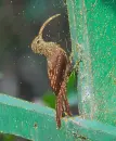 birdie