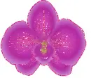 orchid