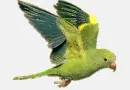 parrot