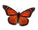 red butterfly