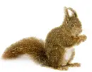 red squirrel